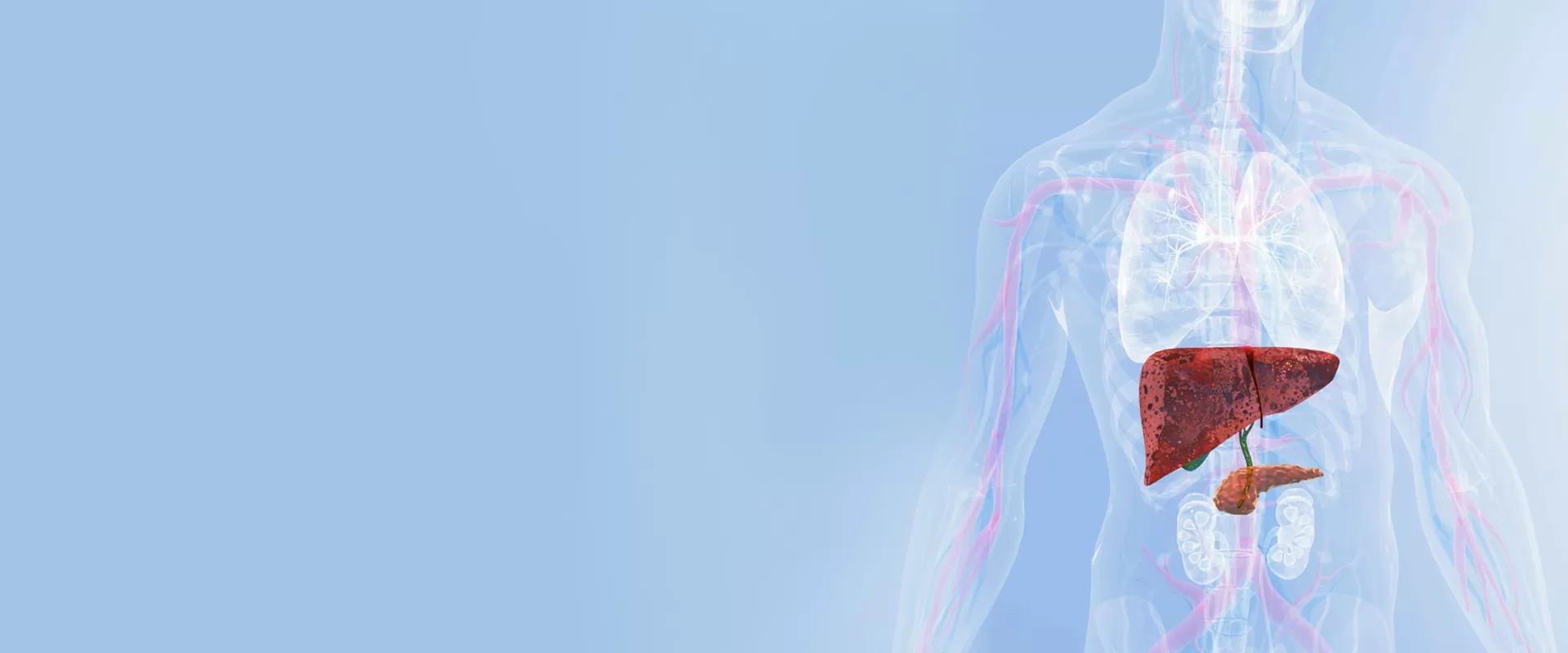 حماية الكبد