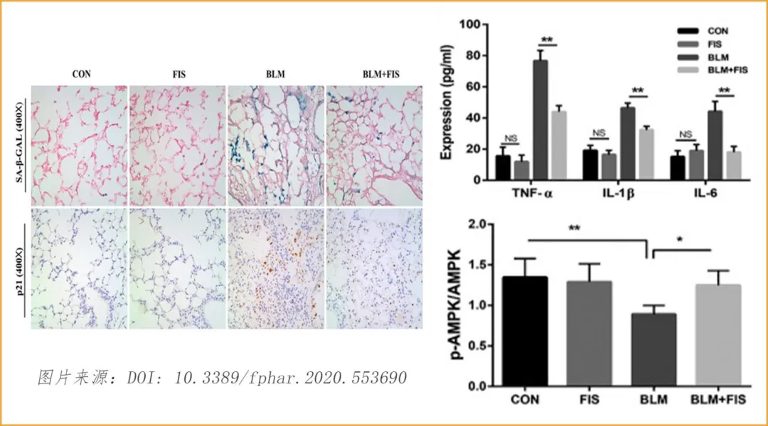 Fisetin: نجم صاعد في مجال مكافحة الشيخوخة