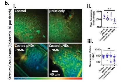 NMN: يصل معدل امتصاص الجلد خلال 24 ساعة