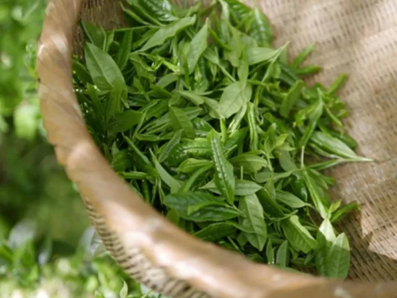 نياسيناميد وبوليفينول الشاي الأخضر: آليات علمية متآزرة لمكافحة الشيخوخة وفوائد متعددة