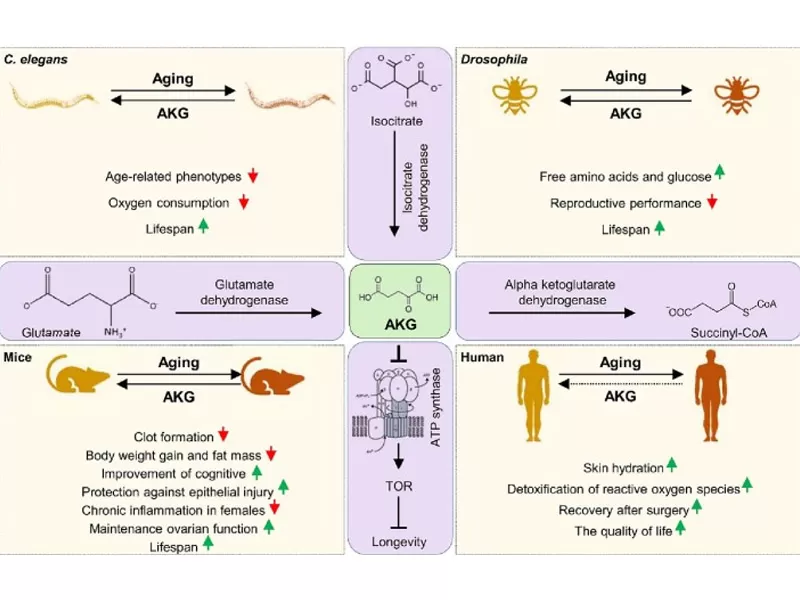 عصر مكافحة الشيخوخة الجديد: فك تشفير خصم الوقت (الجزء 1)