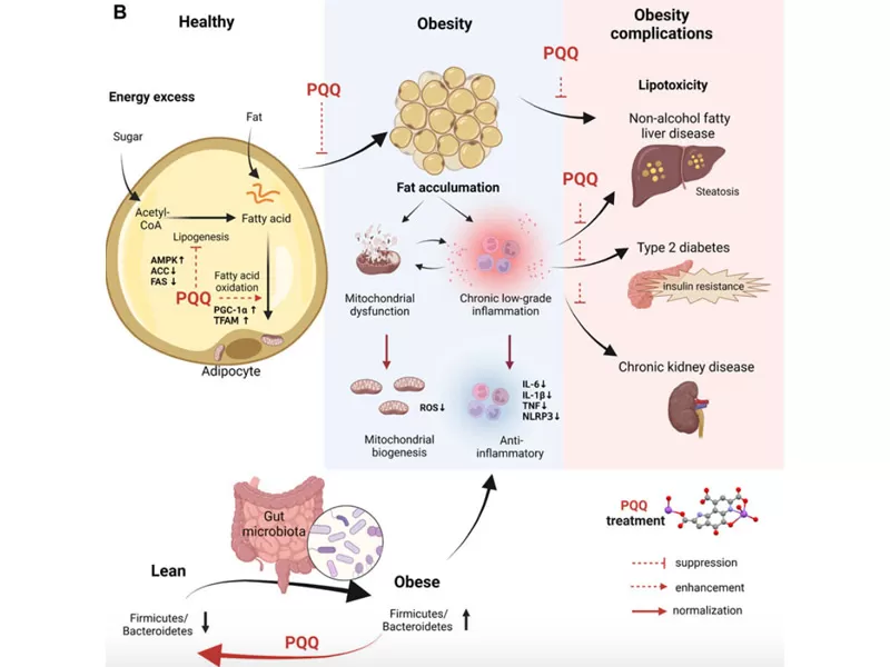 عصر مكافحة الشيخوخة الجديد: فك تشفير وقت الخصم (الجزء 2 PQQ)