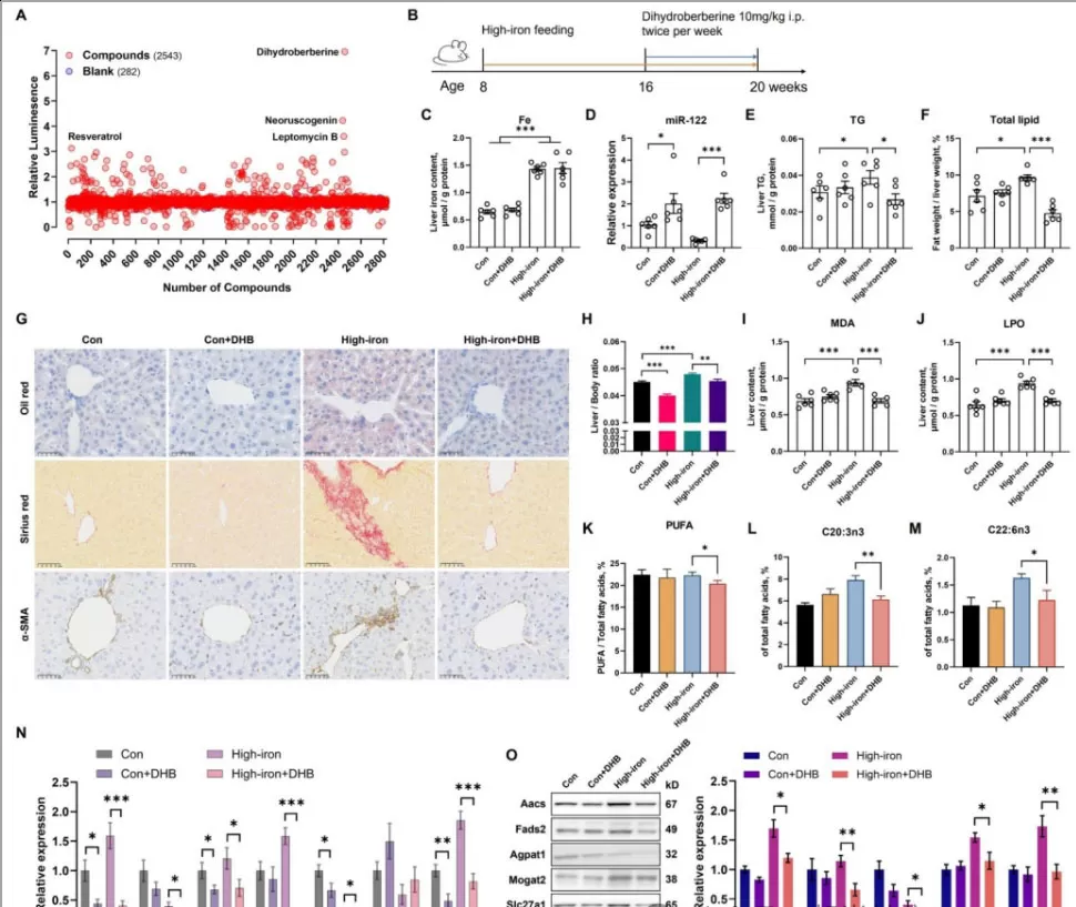 The Hepatic Benefits of Dihydroberberine