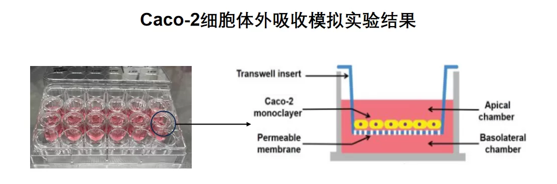 ffc-2026-functional-foods-conference-recap-and-vitafoods-preview-2.png