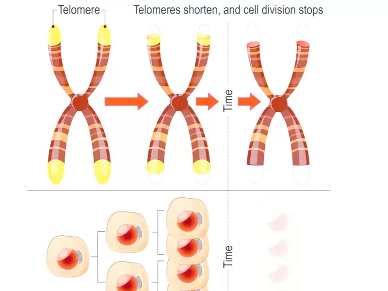 العمر-40 عتبة مكافحة الشيخوخة: تقصير Telomere وإمكانية NAD + لعكس الشيخوخة الخلوية