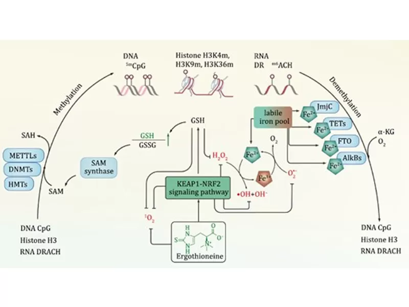 العصر الجديد لمكافحة الشيخوخة: فك تشفير وقت الخصم (III. ارجوثيون)